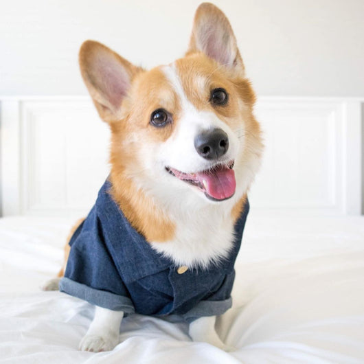 Ropa de Verano para Perros Pequeños con Estampados Fashion en Algodón
