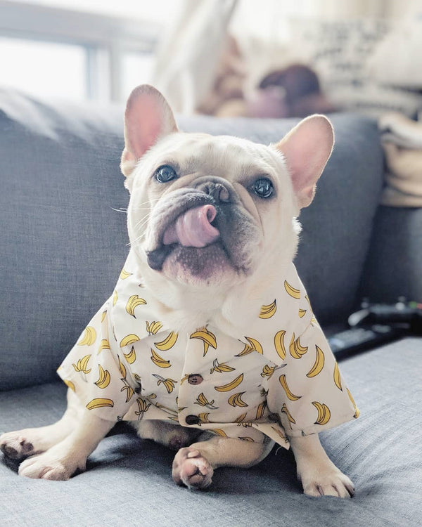 Ropa de Verano para Perros Pequeños con Estampados Fashion en Algodón - Image 4