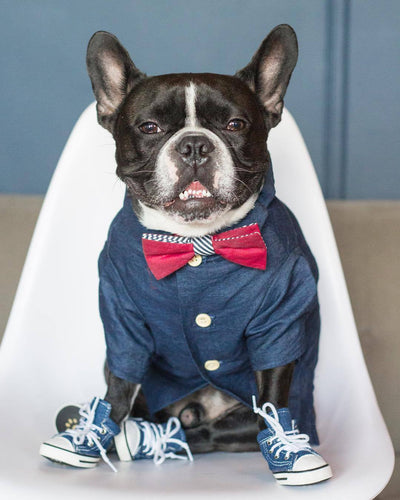 Ropa de Verano para Perros Pequeños con Estampados Fashion en Algodón - Image 5