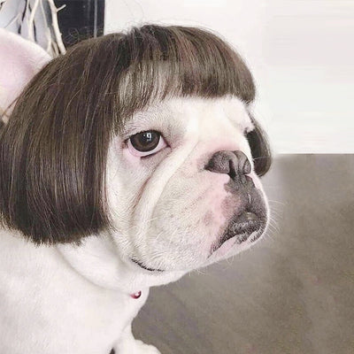 Pelucas y Accesorios de Moda para Mascotas - Disfraces y Tiara para Perros y Gatos