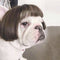 Pelucas y Accesorios de Moda para Mascotas - Disfraces y Tiara para Perros y Gatos