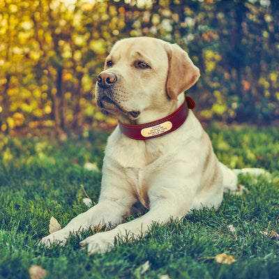 Collares Personalizados para Perros Medianos y Grandes con Placa de Identificación - Image 9