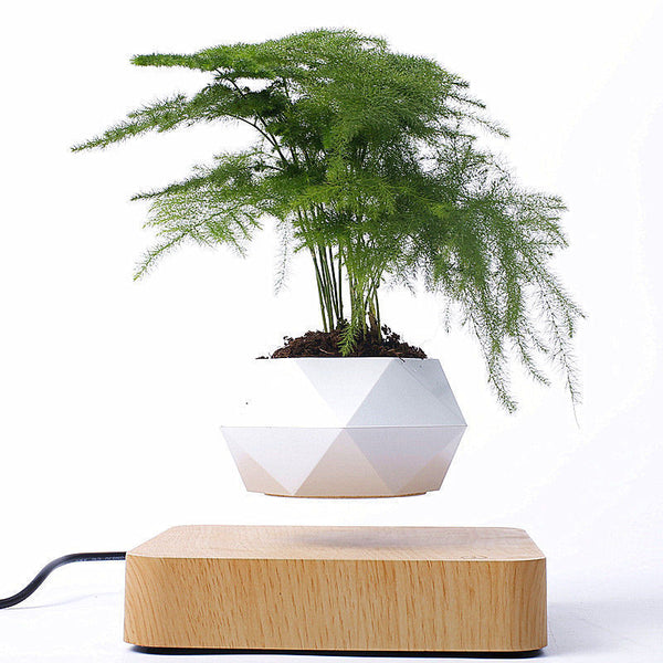 Maceta Flotante Magnética con Bonsái - Regalo Creativo Moderno