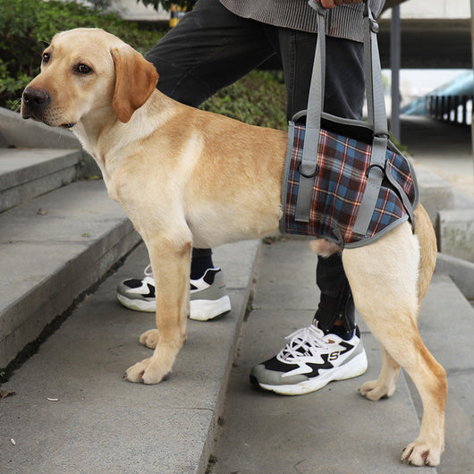 Arnés de Apoyo para Patas Traseras de Perros - Rehabilitación Postoperatoria - Image 7