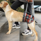 Orange L Hind Leg