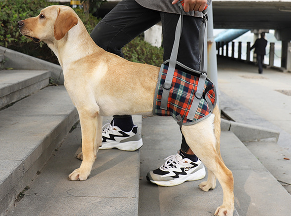 Arnés de Apoyo para Patas Traseras de Perros - Rehabilitación Postoperatoria