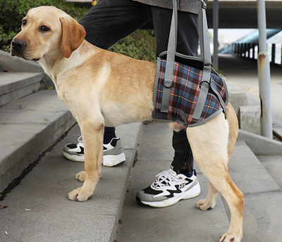 Arnés de Apoyo para Patas Traseras de Perros - Rehabilitación Postoperatoria - Image 5