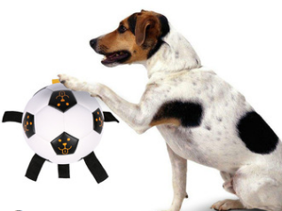 Golden retriever running in a field with a black and white rope football dog toy in the foreground. - Image 7