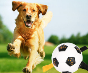 Golden retriever running in a field with a black and white rope football dog toy in the foreground. - Image 3