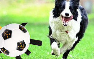 Golden retriever running in a field with a black and white rope football dog toy in the foreground. - Image 4