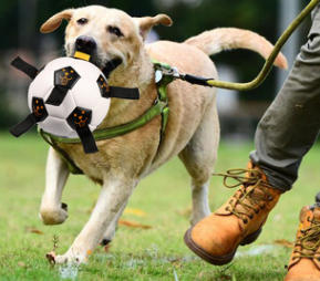Golden retriever running in a field with a black and white rope football dog toy in the foreground. - Image 2