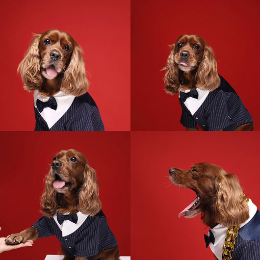 Traje Formal para Perros y Gatos - Elegancia Gentleman para Mascotas - Image 10