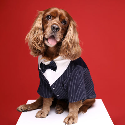 Traje Formal para Perros y Gatos - Elegancia Gentleman para Mascotas - Image 3