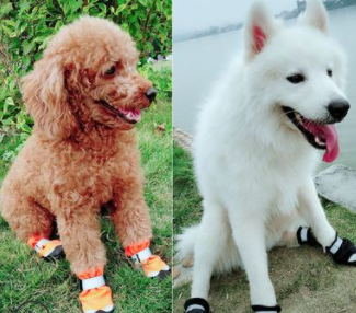 Botas Impermeables Reflectantes para Perros - Calor y Protección en Invierno - Image 10