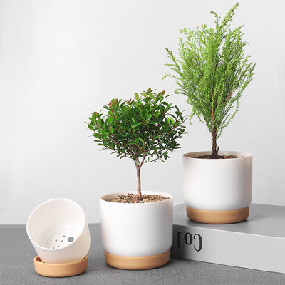 Maceta Doble Capa para Suculentas y Plantas Aromáticas - Image 8