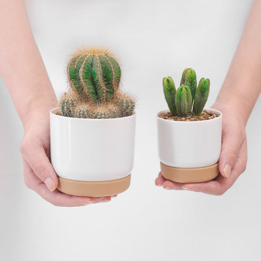 Maceta Doble Capa para Suculentas y Plantas Aromáticas