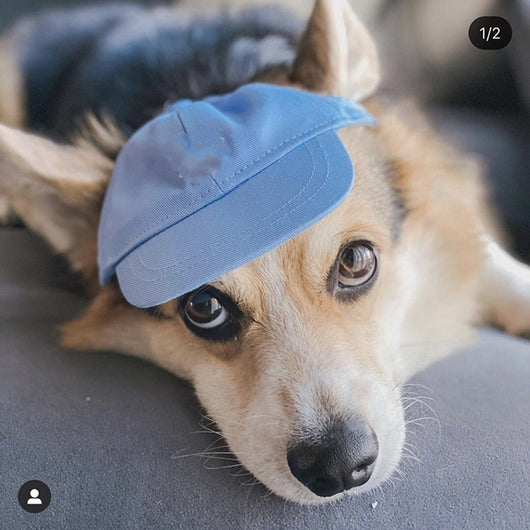 Gorra de Béisbol para Mascotas - Diseño Teddy Schnauzer Viral - Image 10