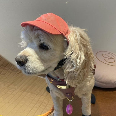 Gorra de Béisbol para Mascotas - Diseño Teddy Schnauzer Viral - Image 5