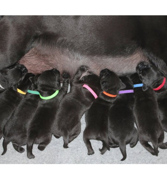 Collar de Identificación con Velcro para Gatitos y Cachorros - Image 2