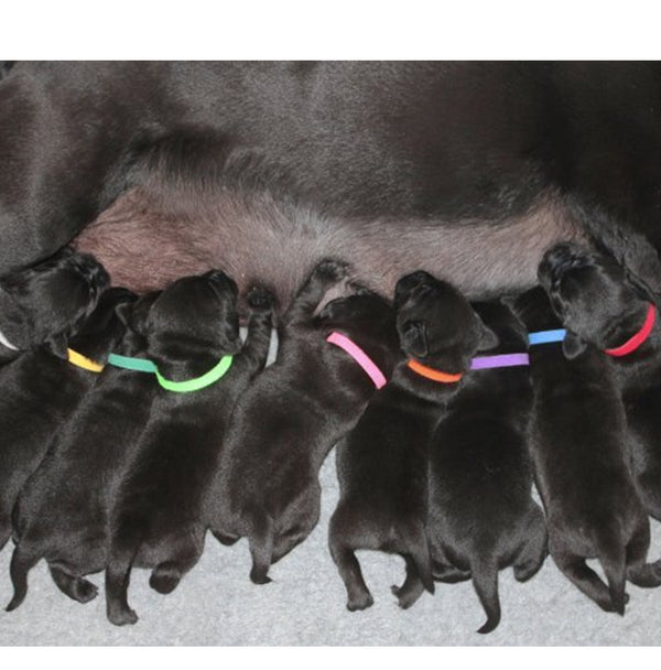 Collar de Identificación con Velcro para Gatitos y Cachorros