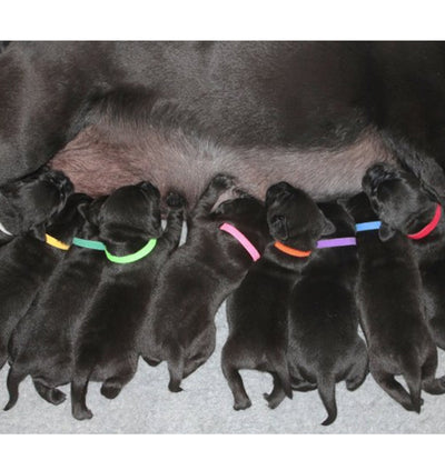 Collar de Identificación con Velcro para Gatitos y Cachorros - Image 2