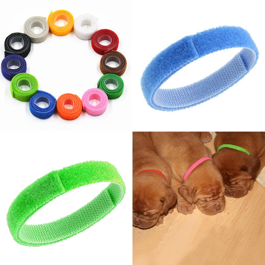 Collar de Identificación con Velcro para Gatitos y Cachorros