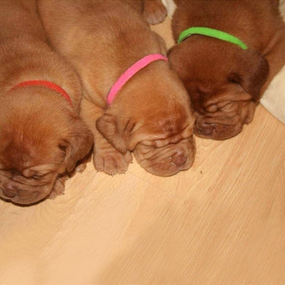 Collar de Identificación con Velcro para Gatitos y Cachorros - Image 4