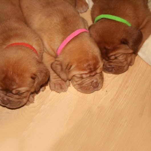 Collar de Identificación con Velcro para Gatitos y Cachorros - Image 4