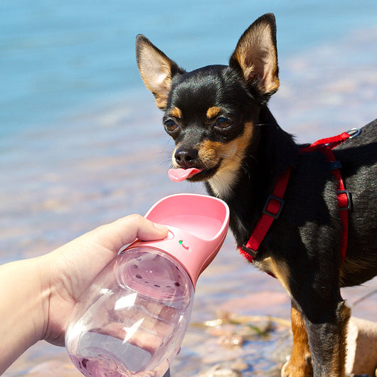 Fuente Portátil para Beber Mascotas - Viajes y Exterior - Image 8