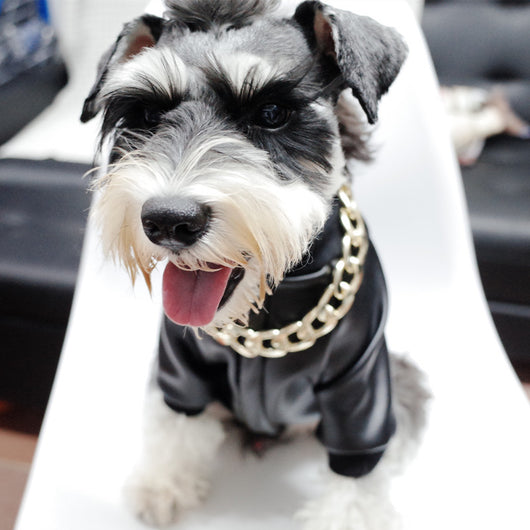 Abrigo de Cuero Sintético con Cierre para Perros Schnauzer y Razas Pequeñas - Image 9
