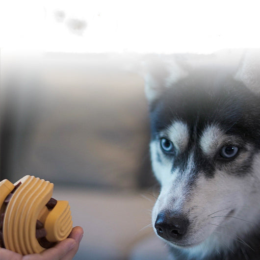 Two mint green pet dog toy balls with spiral grooves, designed for teeth cleaning and treat dispensing, filled with kibble. - Image 2