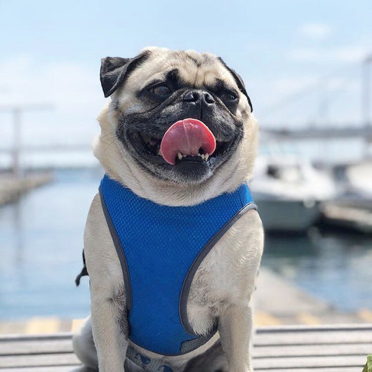 Ropa Refrescante para Perros - Buscador de Frío Verano - Image 11