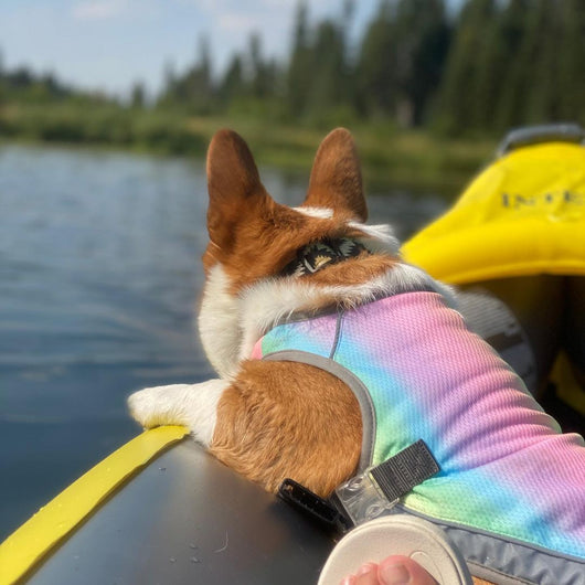 Ropa Refrescante para Perros - Buscador de Frío Verano - Image 9