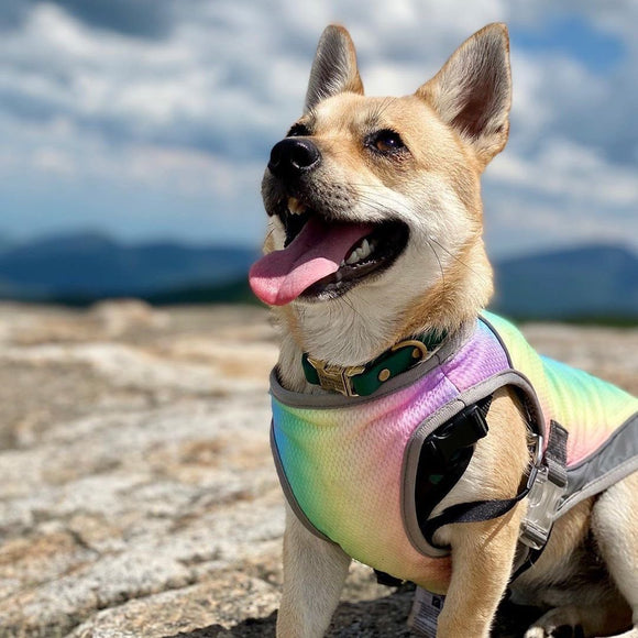 Ropa Refrescante para Perros - Buscador de Frío Verano