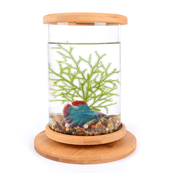 Acuario Pequeño de Cristal con Base de Bambú - Pecera Decorativa Minimalista