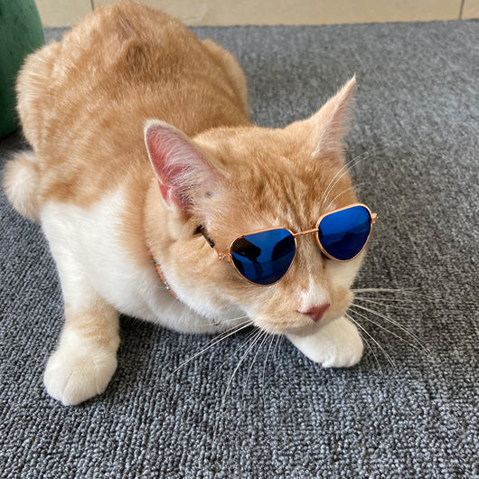 Gafas de Sol Miniatura para Mascotas - Diseño Fashion Creativo