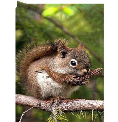 Ardilla Comiendo Piñas en el Árbol - Cuadro en Lienzo, Pintura Acrílica Clásica de Animales - Image 7