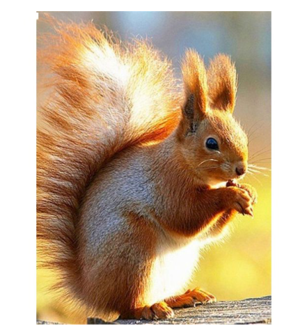 Ardilla Comiendo Piñas en el Árbol - Cuadro en Lienzo, Pintura Acrílica Clásica de Animales - Image 5