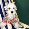 Vestido Fresco de Verano para Perros Pequeños