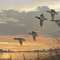 Pintura Digital Atardecer Otoñal con Patos Silvestres