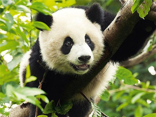 Servicio de Diseños Personalizados con Diamantes Redondos - Cantidades Grandes - Image 30