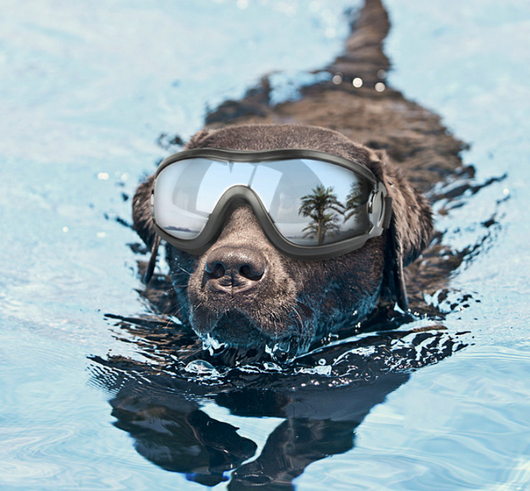 Gafas de Sol Protectoras para Perros - Impermeables y Anti-UV
