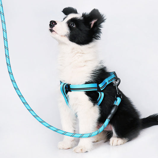 Correa y Collar para Perros Medianos - Golden Retriever y Razas Similares