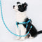 Correa y Collar para Perros Medianos - Golden Retriever y Razas Similares