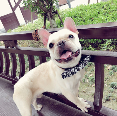 Corbata para Perro Removible Personalizable - Collar Elegante para Mascotas - Image 8