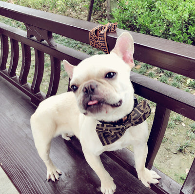 Corbata para Perro Removible Personalizable - Collar Elegante para Mascotas - Image 9