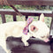 Corbata para Perro Removible Personalizable - Collar Elegante para Mascotas