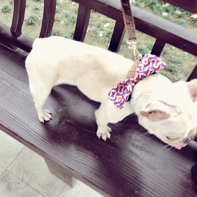 Corbata para Perro Removible Personalizable - Collar Elegante para Mascotas - Image 10