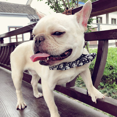Corbata para Perro Removible Personalizable - Collar Elegante para Mascotas - Image 5