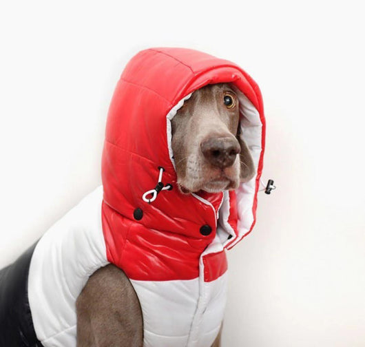 Chaleco Acolchado de Plumas para Mascotas - Otoño e Invierno - Image 6